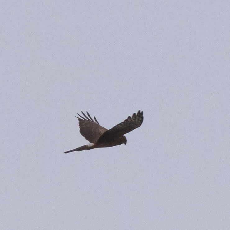 Hen harrier